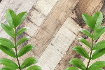 Green leaves on the wooden floor, white background