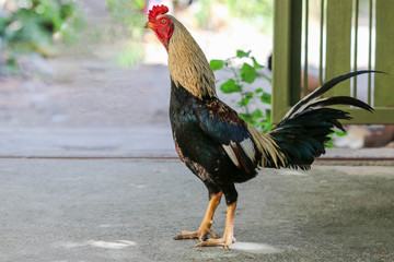 Thai house chickens raised for food