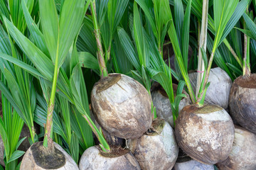 Fototapeta na wymiar Sapling Coconut tree In the market for selling trees