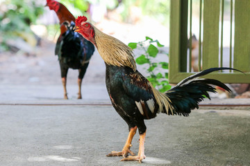Thai house chickens raised for food