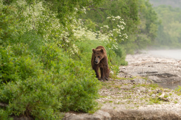 Ruling the landscape, brown bears of Kamchatka (Ursus arctos beringianus)