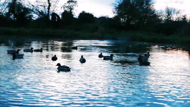 Ducks Swimming On The River During Winter Sunset