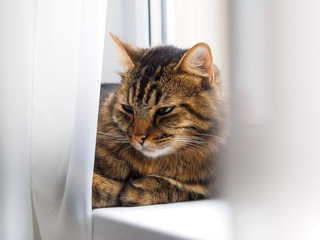 Striped cat lies behind the curtains on the windowsill