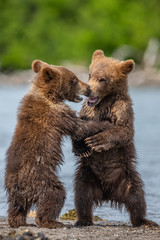 Ruling the landscape, brown bears of Kamchatka (Ursus arctos beringianus)