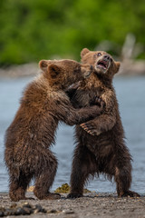 Fototapeta premium Ruling the landscape, brown bears of Kamchatka (Ursus arctos beringianus)
