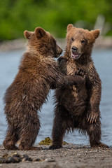 Obraz premium Ruling the landscape, brown bears of Kamchatka (Ursus arctos beringianus)