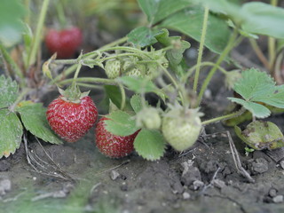 berries of raspberry on a branch