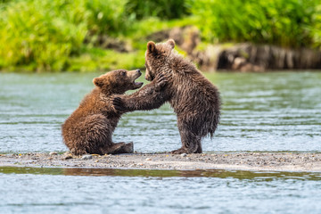 Ruling the landscape, brown bears of Kamchatka (Ursus arctos beringianus)