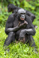 The close up portrait of Bonobo (Pan Paniscus) on the green natural background.