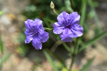 flowers in the garden Blooming in the Formal Garden. Park. Beautiful Garden