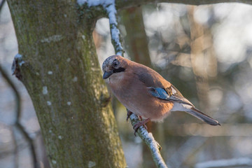 Jay on a branch in a Stockholm park