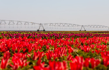 An irrigation pivot watering a flower field