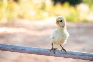 Cute small chicks In nature, the soft sunlight in the morning