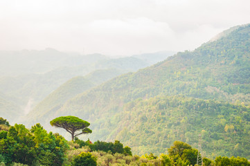 Single mediterranean pine tree growing on the top of the hill. Evergreen trees forests filling the...