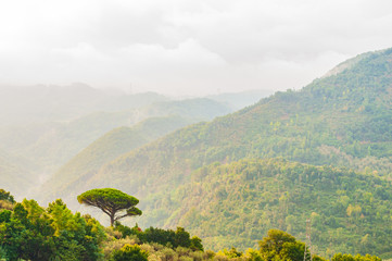 Single mediterranean pine tree growing on the top of the hill. Evergreen trees forests filling the...