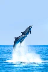 Fototapeten Gruppe von Delfinen, die auf das Wasser springen - Schöne Meereslandschaft und blauer Himmel © muratart