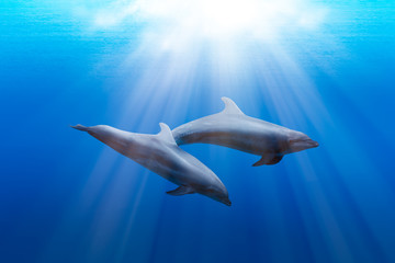 Fototapeta premium Two dolphins swimming underwater in the blue tropical sea