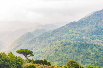 Single mediterranean pine tree growing on the top of the hill. Evergreen trees forests filling the...