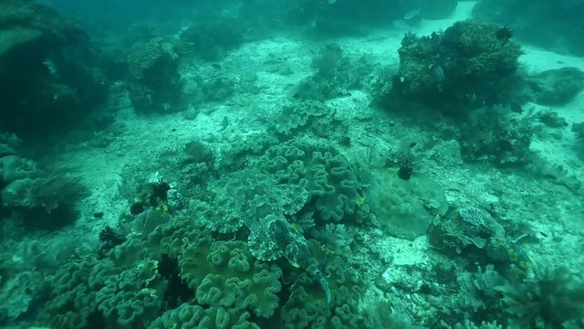Tasselled wobbegong shark, Eucrossorhinus dasypogon, Raja Ampat Indonesia.