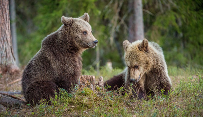 Brown Bears ( Ursus Arctos ) in the summer forest. © Uryadnikov Sergey