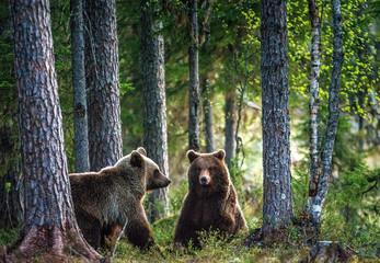 Wild Brown Bears ( Ursus Arctos ) in the summer forest.