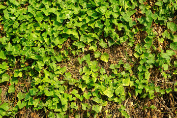 Green and dry leaves wall