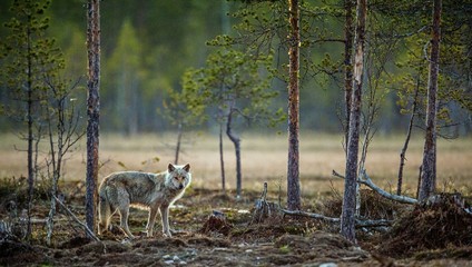 Gray wolf(Canis lupus) at twilight evening in summer.