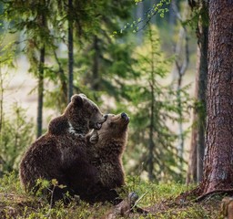 Brown bears  playfully fighting. Brown Bear ( Ursus Arctos). In the summer forest.
