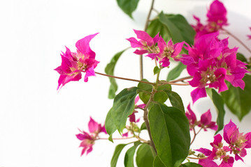 pink bougainvillea flowers on a white background. place for text. frame. copy space