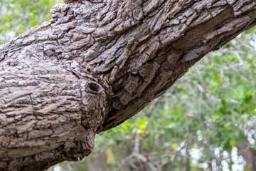 Eine Gruppe gut getarnter Nasenfledermäuse hängen an der Unterseite eines Baumstammes an der Borke