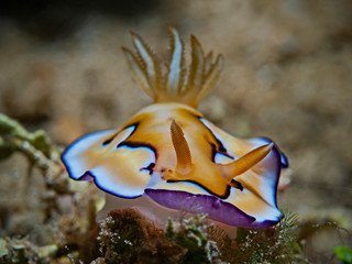 Co`s Chromodoris, Coi Prachtsternschnecke (Goniobranchus coi)