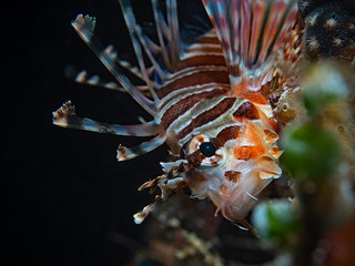 Zebra Lionfish, Zebra-Zwergfeuerfisch (Dendrochirus zebra)