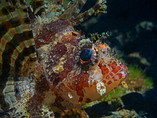Shortfin Lionfish, Kurzflossen-Zwergfeuerfisch (Dendrochirus brachypterus)