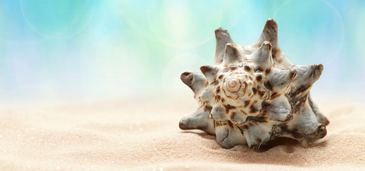 Obraz na płótnie Canvas Sea seashell on beach in sand. Beach holiday, summertime background, blurred backdrop, marine life.