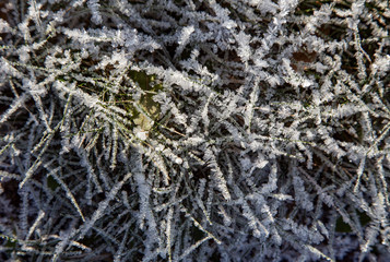 Thin long blades of grass covered with frost crystals, off-season, first frost.
