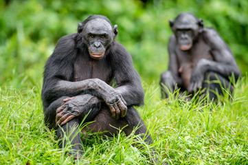Adult male of Bonobo on the Green natural background in natural habitat. The Bonobo ( Pan paniscus), called the pygmy chimpanzee. Democratic Republic of Congo. Africa