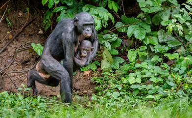 Obraz premium Close up Portrait of Bonobo Cub on the mother in natural habitat. Green natural background
