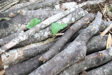 Pieces of logs