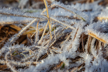 White, whimsical crystals of frost covered stalks of withered grass. Off-season.