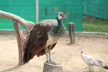 Fototapeta premium The peacock in the cage lacks freedom. Captured in the zoo