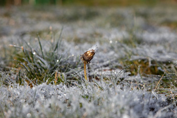 Last dandelion flower rises above withered grass all covered with frost. Frost patterns. Wonders and beauty of nature.