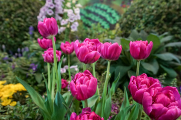 Pink tulip in the garden