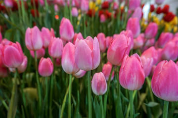 Pink tulip dynasty in the garden