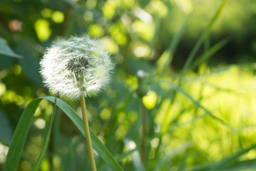 Fluffy dandelion summer flower on green and sunny bakcground