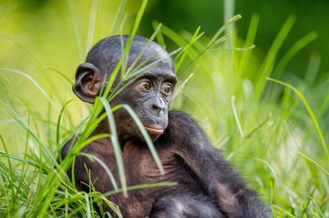 Bonobo Cub  in natural habitat. Close up Portrait  on Green natural background. The Bonobo ( Pan...