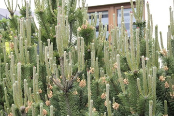 plants in greenhouse