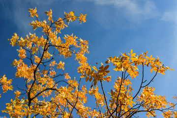 Fototapeta premium Couleurs d'automne