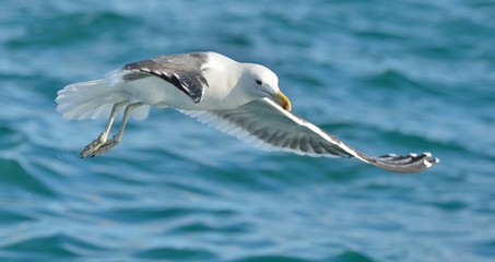 Flying Adult Kelp gull (Larus dominicanus), also known as the Dominican gull and Black Backed Kelp Gull. Blue ocean water background. False Bay, South Africa