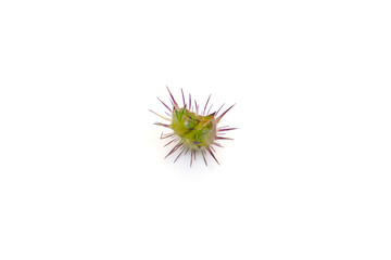 Thorny flower, Needle flower white background