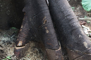 Fototapeta premium Pieces of logs